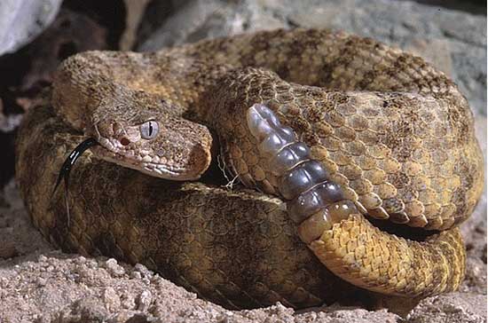 TIGER RATTLESNAKE  Crotalus tigris - snake species | gveli | გველი