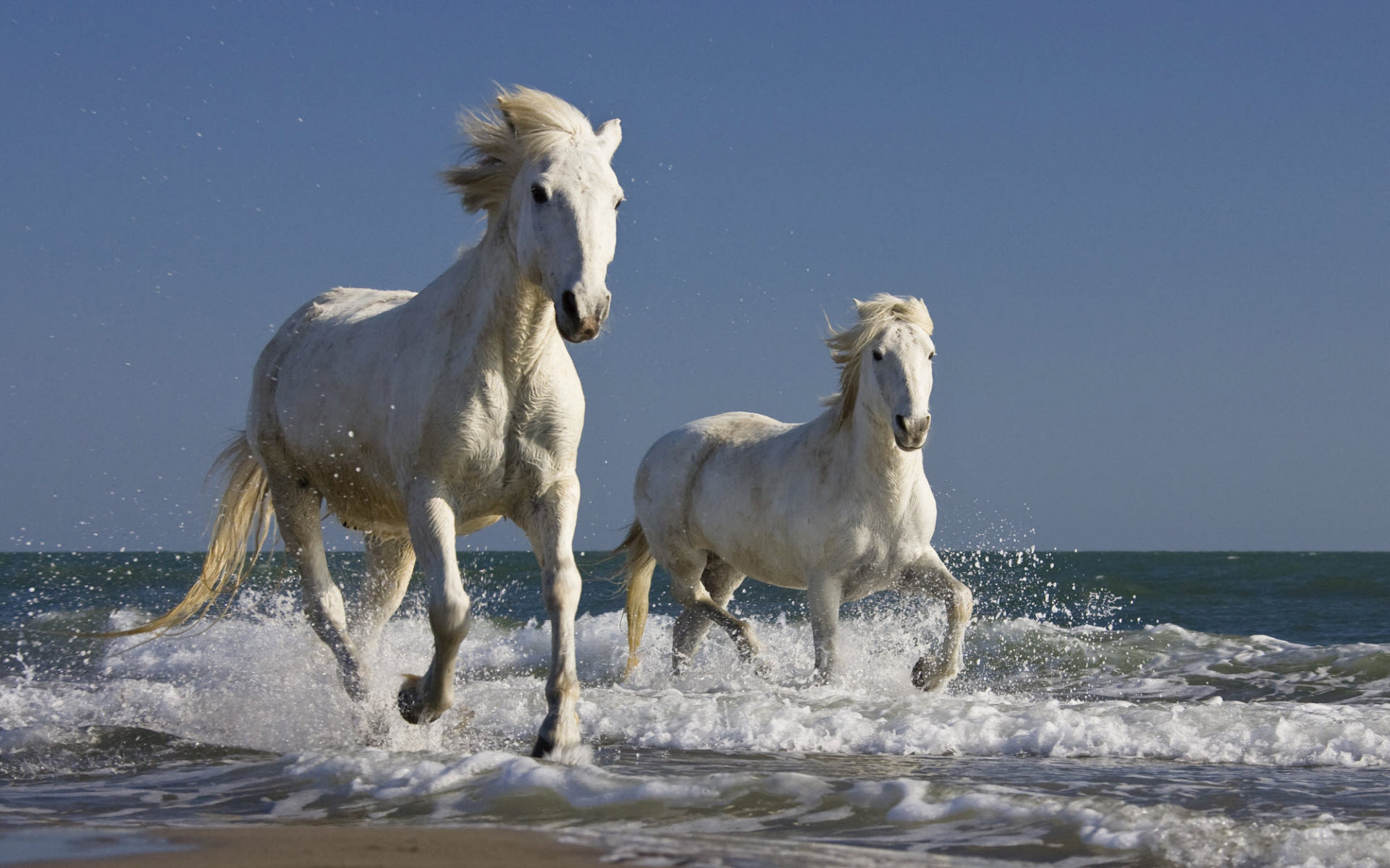 Camargue 1 - horse Breeds | ცხენის ჯიშები| cxenis jishebi