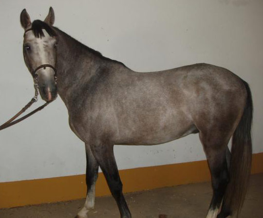 Anglo-Luso Horse - horse Breeds | ცხენის ჯიშები| cxenis jishebi