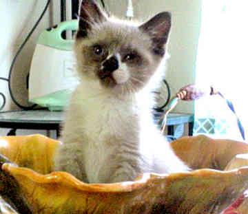 Snowshoe 1 - cat Breeds | კატის ჯიშები | katis jishebi