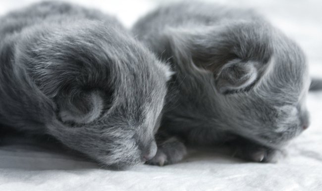 Nebelung 1 - cat Breeds | კატის ჯიშები | katis jishebi