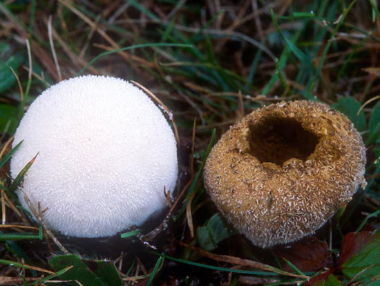 Vascellum pratense - Mushroom Species Images
