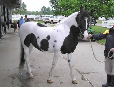 Marwari 1 - horse Breeds | ცხენის ჯიშები| cxenis jishebi