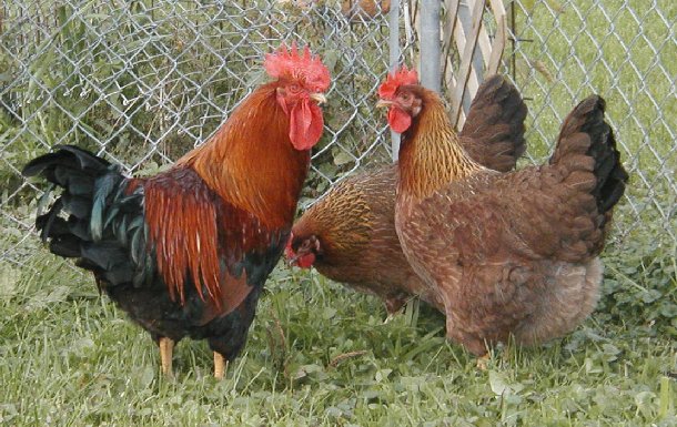 Welsummer 2 - chicken Breeds | ქათმის ჯიშები | qatmis jishebi