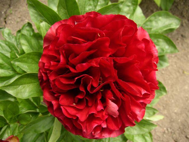 Dandy Dan -                                                                                                                 Peonies species| PIONI | პიონი