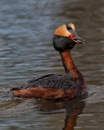 Horned Grebe - Bird Species | Frinvelis jishebi | ფრინველის ჯიშები