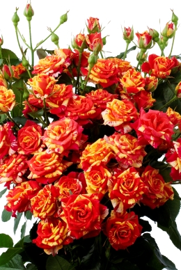 Fire Flash - Rose Varieties | VARDI | ვარდი                                                                                                                