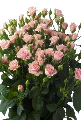 Lydia - Rose Varieties | VARDI | ვარდი                                                                                                                
