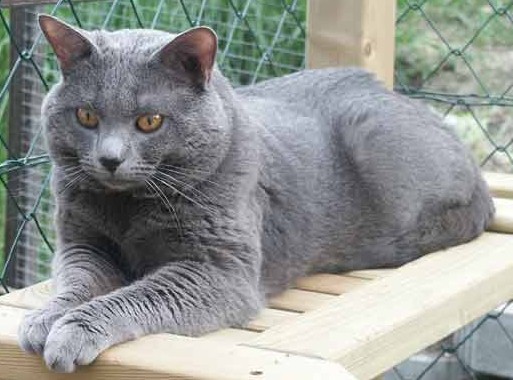 Chartreux 3 - cat Breeds | კატის ჯიშები | katis jishebi