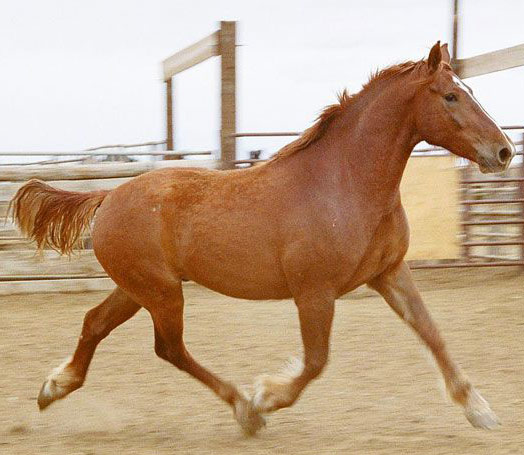 American Mustang - horse Breeds | ცხენის ჯიშები| cxenis jishebi