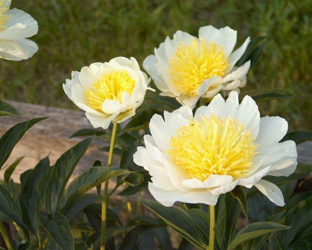 Faribo Gold -                                                                                                                 Peonies species| PIONI | პიონი