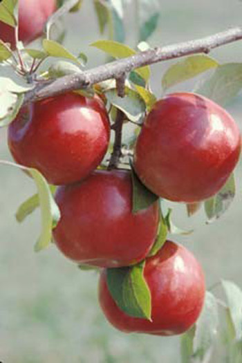 SnowSweet - Apple Varieties