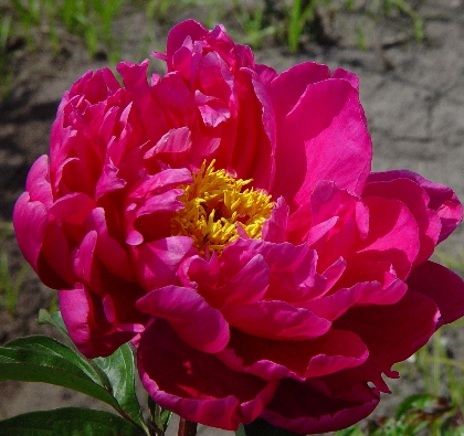 Butch -                                                                                                                 Peonies species| PIONI | პიონი