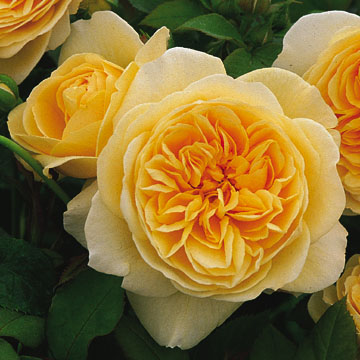 Teasing Georgia - Rose Varieties | VARDI | ვარდი                                                                                                                