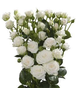 White Lady - Rose Varieties | VARDI | ვარდი                                                                                                                