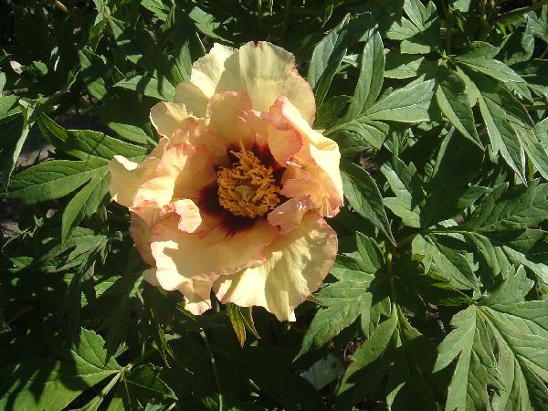 Angelet -                                                                                                                 Peonies species| PIONI | პიონი