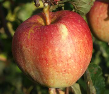 Kidd's Orange Red - Apple Varieties