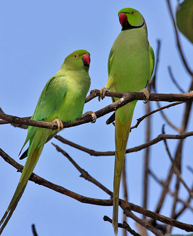 Rose-ringed Parakeet - Bird Species | Frinvelis jishebi | ფრინველის ჯიშები