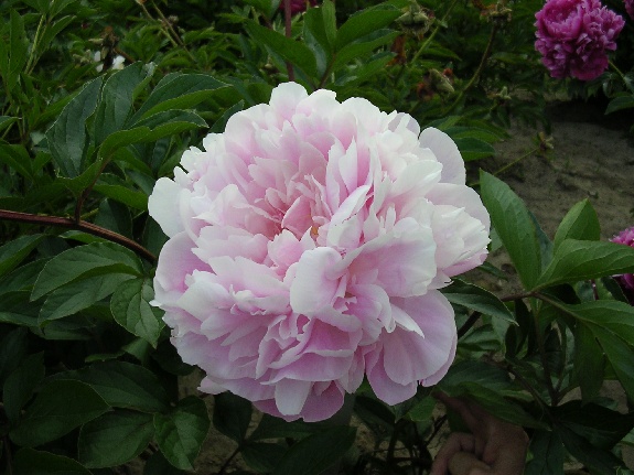 Athelstane -                                                                                                                 Peonies species| PIONI | პიონი