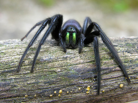 Tube Web Spider - Spider species | OBOBAS JISHEBI | ობობას ჯიშები