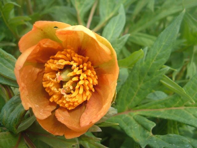 Bodacious Orange -                                                                                                                 Peonies species| PIONI | პიონი