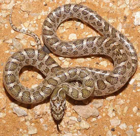 Arizona elegans elegans - Kansas Glossy Snake - snake species | gveli | გველი