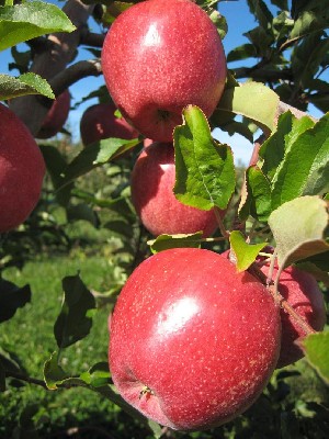 Cameo - Apple Varieties