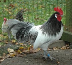 Lakenvelder - chicken Breeds | ქათმის ჯიშები | qatmis jishebi