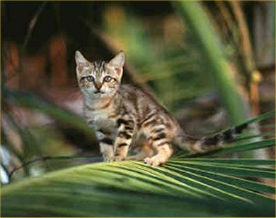 Sokoke 1 - cat Breeds | კატის ჯიშები | katis jishebi