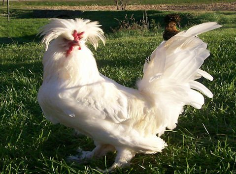 Sultan 3 - chicken Breeds | ქათმის ჯიშები | qatmis jishebi