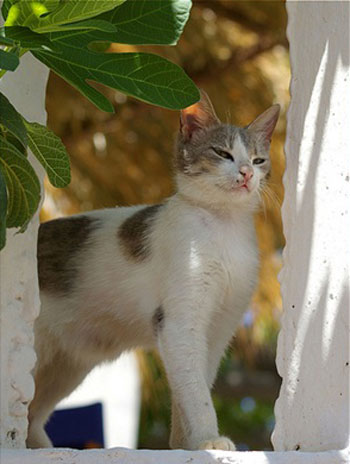 Aegean cat - cat Breeds | კატის ჯიშები | katis jishebi