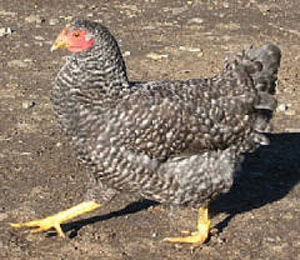 Holland 1  - chicken Breeds | ქათმის ჯიშები | qatmis jishebi
