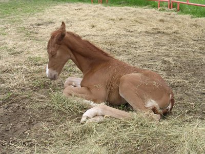 Morgan 1 - horse Breeds | ცხენის ჯიშები| cxenis jishebi