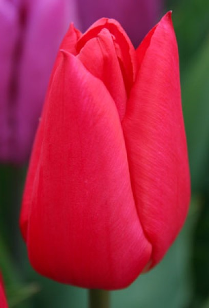 Merry Christmas -                                                         Species Tulip| TITA | ტიტა                                                        