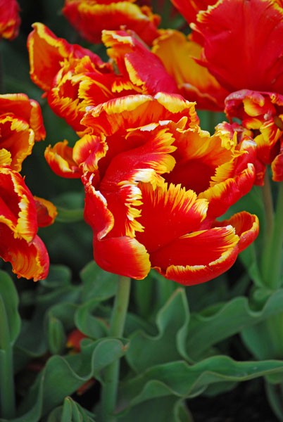 Bright Parrot -                                                         Species Tulip| TITA | ტიტა                                                        