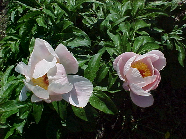 Age of Victoria -                                                                                                                 Peonies species| PIONI | პიონი