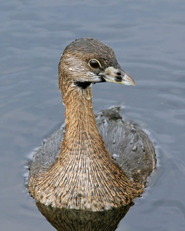 Pied-billed Grebe - Bird Species | Frinvelis jishebi | ფრინველის ჯიშები