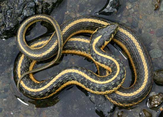 Thamnophis atratus hydrophilus - Oregon Gartersnake - snake species | gveli | გველი