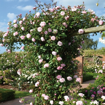 The Generous Gardener Climbing - Rose Varieties | VARDI | ვარდი                                                                                                                