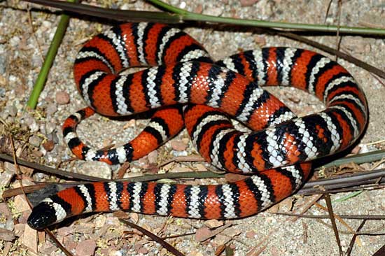 Lampropeltis zonata parvirubra - San Bernardino Mountain Kingsnake - snake species | gveli | გველი