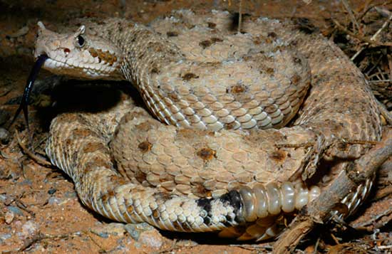  SIDEWINDER  Crotalus cerastes - snake species | gveli | გველი