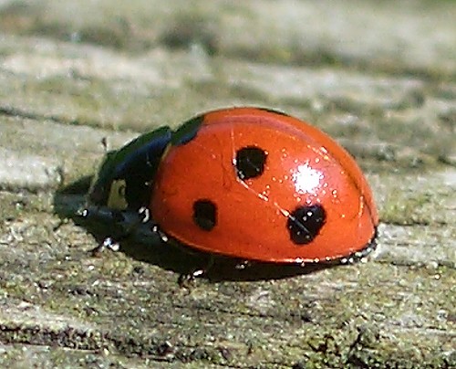 7-spot ladybird - Ladybirds species | CHIAMAIAS JISHEBI | ჭიამაიას ჯიშები