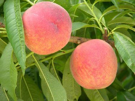Glenglo - Peach Varieties