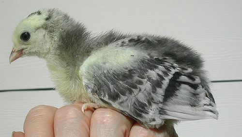Lakenvelder 1 - chicken Breeds | ქათმის ჯიშები | qatmis jishebi