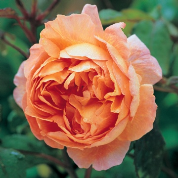 Lady Emma Hamilton - Rose Varieties | VARDI | ვარდი                                                                                                                