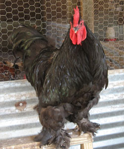 Cochin Pictures 3 - chicken Breeds | ქათმის ჯიშები | qatmis jishebi