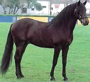 Alter-Real 3 - horse Breeds | ცხენის ჯიშები| cxenis jishebi