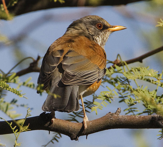 Rufous-backed Robin - Bird Species | Frinvelis jishebi | ფრინველის ჯიშები