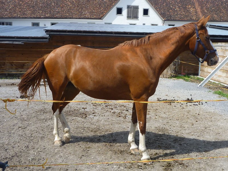 Einsiedler - horse Breeds | ცხენის ჯიშები| cxenis jishebi