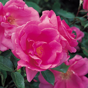 Carefree Beauty - Rose Varieties | VARDI | ვარდი                                                                                                                